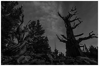 Bristlecone pine trees with last stars at pre-dawn. Great Basin National Park, Nevada, USA. (black and white)