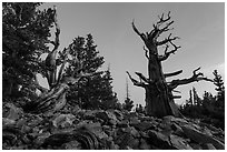 Bristlecone pine trees at dawn, Wheeler cirque. Great Basin National Park ( black and white)