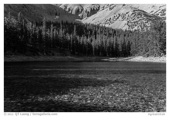 Shadows and conifer forest, Teresa Lake. Great Basin National Park (black and white)