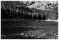 Shadows and conifer forest, Teresa Lake. Great Basin National Park ( black and white)