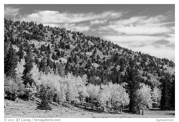 Mixed forest in autumn foliage. Great Basin National Park (black and white)