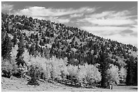 Mixed forest in autumn foliage. Great Basin National Park ( black and white)