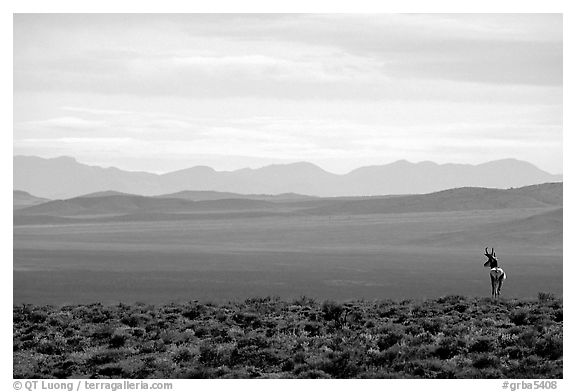 Desert antelope and hazy mountain range. Great Basin National Park, Nevada, USA.