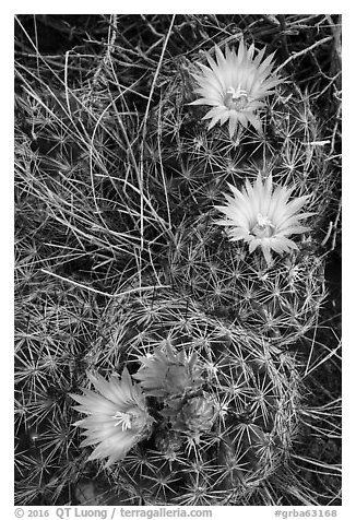 Cactus and pink blooms. Great Basin National Park (black and white)