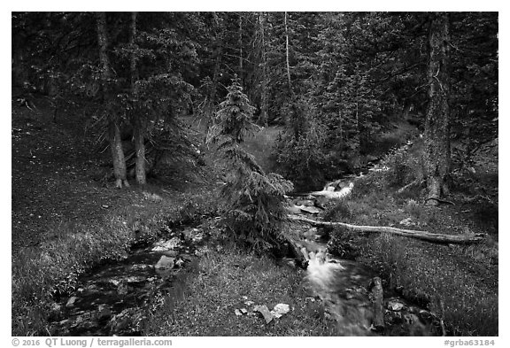 High elevation creek in summer. Great Basin National Park (black and white)