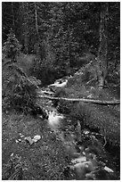 Verdant Snake Creek in summer. Great Basin National Park ( black and white)