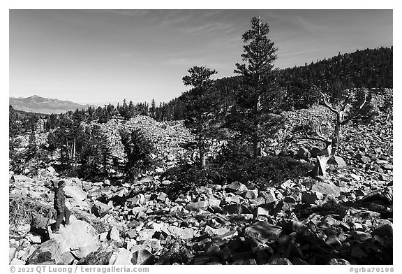 Visitor looking, Wheeler Bristlecone Pine Grove. Great Basin National Park (black and white)
