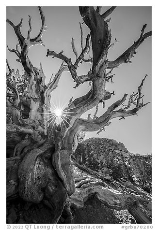 Bristlecone Pine tree and sun. Great Basin National Park (black and white)