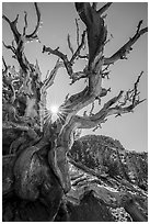 Bristlecone Pine tree and sun. Great Basin National Park ( black and white)