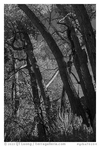 Cottonwoods in autumn, Snake Creek. Great Basin National Park (black and white)