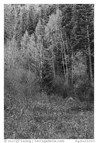 Forest in autumn with aspens, Snake Creek. Great Basin National Park (black and white)