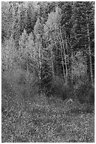 Forest in autumn with aspens, Snake Creek. Great Basin National Park ( black and white)