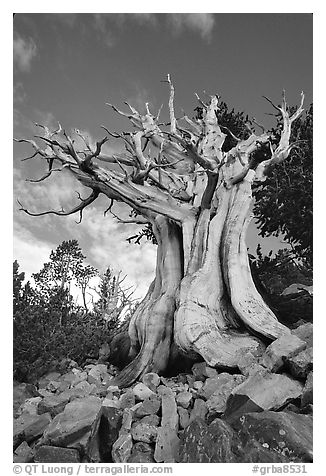 Ancient Bristlecone Pine, Wheeler Peak Basin, afternoon. Great Basin National Park (black and white)