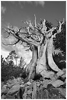 Ancient Bristlecone Pine, Wheeler Peak Basin, afternoon. Great Basin National Park ( black and white)