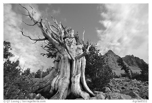 Bristlecone Pine tree, Wheeler Peak Basin, afternoon. Great Basin National Park (black and white)