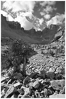 Bristlecone pine and rocks cirque, Wheeler Peak, morning. Great Basin National Park, Nevada, USA. (black and white)