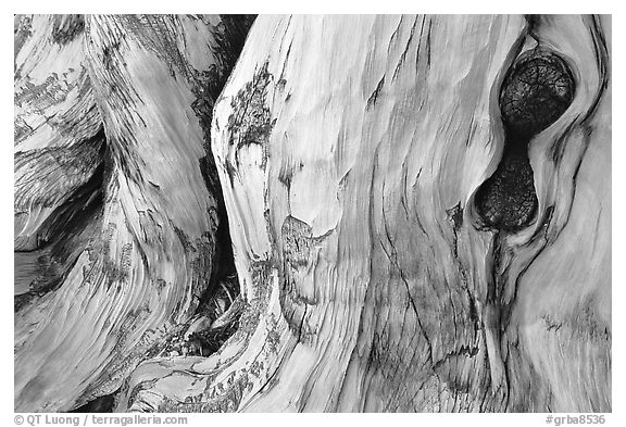Detail of Bristlecone pine trunk. Great Basin National Park (black and white)