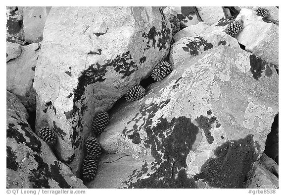 Lichen covered rocks and pine cones. Great Basin National Park (black and white)