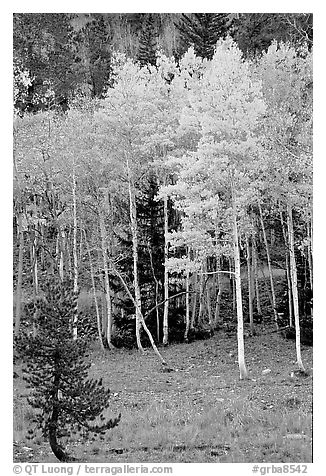 Aspen trees in fall color. Great Basin National Park (black and white)