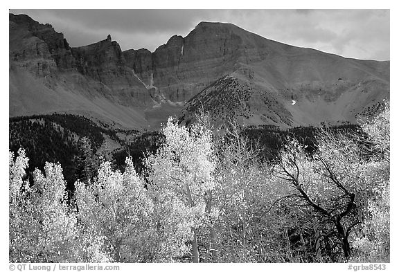 Aspens in fall foliage and Wheeler Peak. Great Basin National Park (black and white)