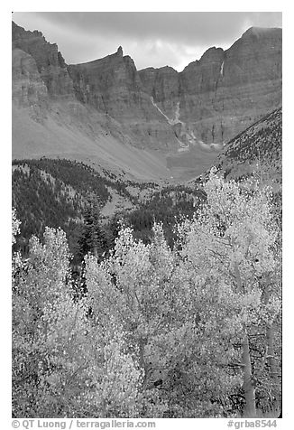 Aspens in fall color and Wheeler Peak. Great Basin National Park (black and white)