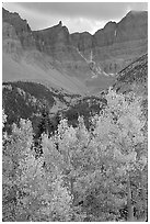 Aspens in fall color and Wheeler Peak. Great Basin National Park ( black and white)