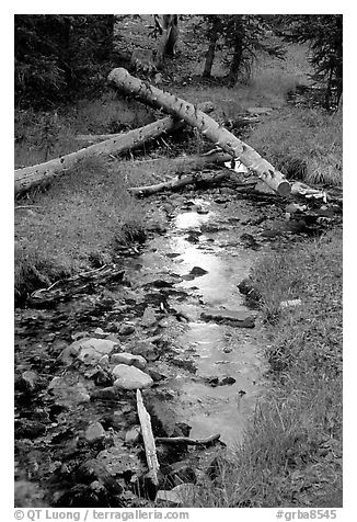 Snake Creek in fall. Great Basin National Park (black and white)