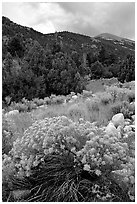 Sage in bloom and Snake Range. Great Basin National Park, Nevada, USA. (black and white)