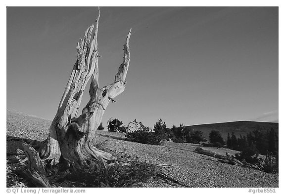 Barren slopes and dead bristlecone pine tree, Mt Washington, sunrise. Great Basin National Park, Nevada, USA.