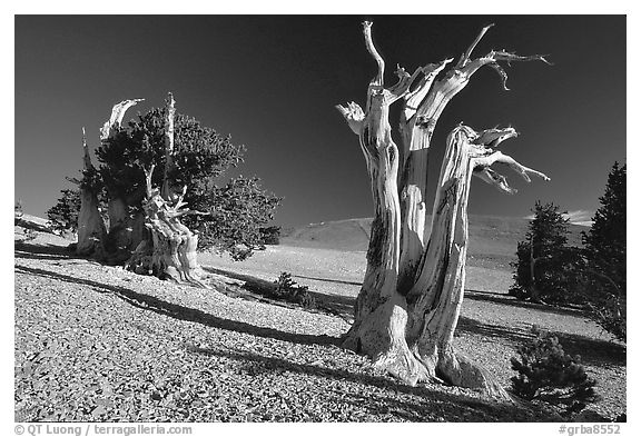 Bristlecone Pine trees, Mt Washington, early morning. Great Basin National Park (black and white)