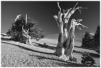 Bristlecone Pine trees, Mt Washington, early morning. Great Basin National Park ( black and white)