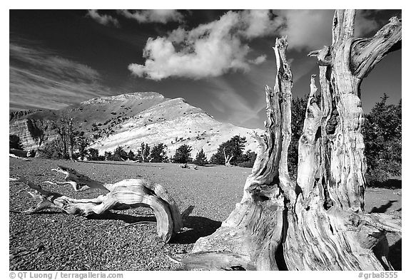 Weathered Bristlecone Pine squeleton and Mt Washington, morning. Great Basin National Park, Nevada, USA.