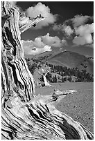 Weathered Bristlecone Pine wood, Mt Washington, morning. Great Basin National Park ( black and white)