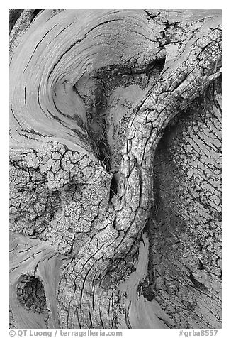 Bristlecone pine tree detail. Great Basin National Park (black and white)
