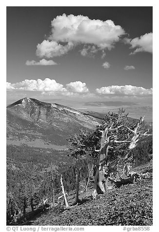 Bristlecone pine trees and Highland ridge, afternoon. Great Basin National Park (black and white)