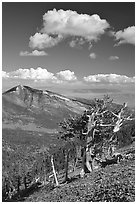 Bristlecone pine trees and Highland ridge, afternoon. Great Basin National Park ( black and white)