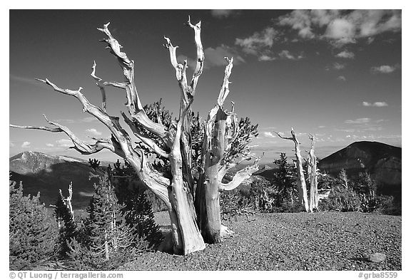 Tall Bristlecone pine trees, afternoon. Great Basin National Park (black and white)