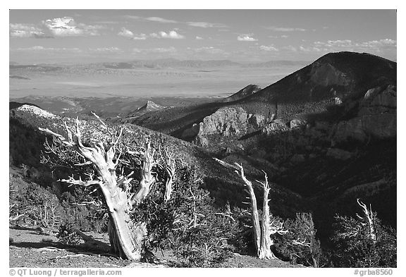 Bristlecone pine trees and Pole Canyon, afternoon. Great Basin National Park, Nevada, USA.
