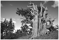 Old Bristlecone pine tree. Great Basin National Park ( black and white)