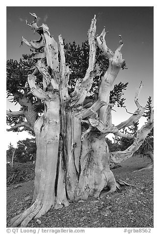 Ancient Bristlecone pine tree. Great Basin National Park (black and white)