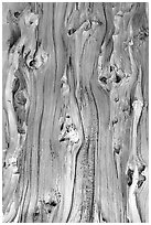 Detail of trunk of Bristlecone pine tree. Great Basin National Park ( black and white)