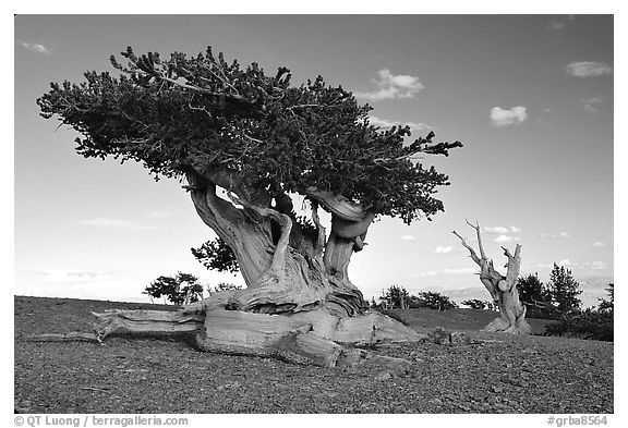 Twisted small Bristlecone pine tree. Great Basin National Park (black and white)