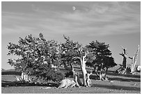 Bristlecone Pine trees and moon, late afternoon. Great Basin National Park ( black and white)