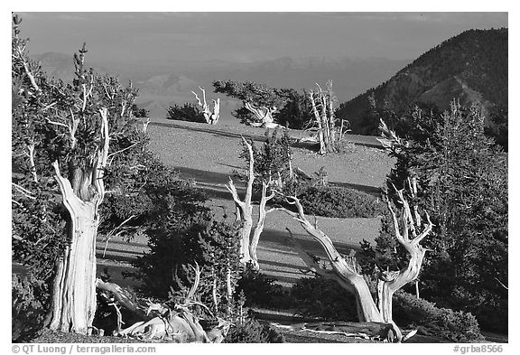 Grove of Bristlecone Pine trees, near Mt Washington late afternoon. Great Basin National Park (black and white)