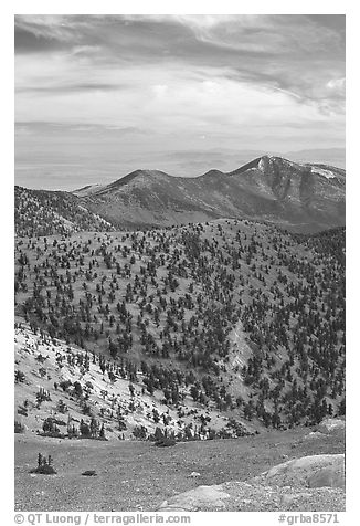 Slopes covered with Bristlecone Pine trees seen from Mt Washington, morning. Great Basin National Park (black and white)