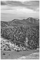 Slopes covered with Bristlecone Pine trees seen from Mt Washington, morning. Great Basin National Park ( black and white)