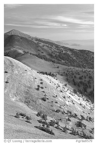 Bristlecone Pine trees and multi-hued peaks, Snake range seen from Mt Washington, morning. Great Basin National Park (black and white)