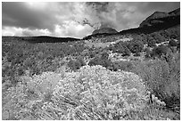 Sage in bloom and Snake Range. Great Basin National Park ( black and white)