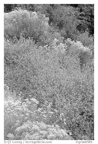 Sagebrush in bloom. Great Basin National Park (black and white)
