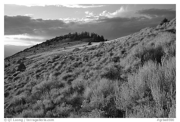 Sage covered slopes at sunset, Snake Range. Great Basin National Park (black and white)